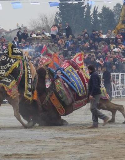 Yılın son deve güreşi binlerce kişi tarafından izlendi