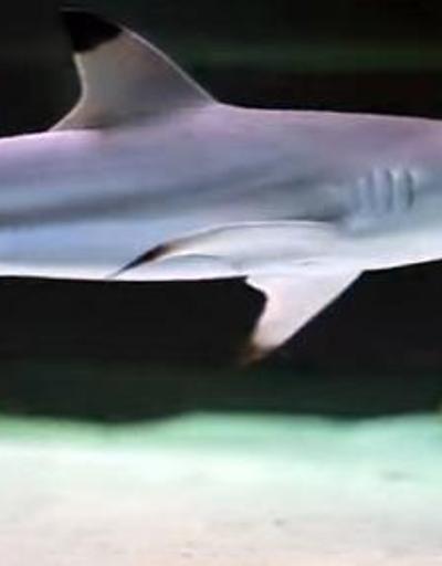 Diskotekteki köpek balığı hassas tür