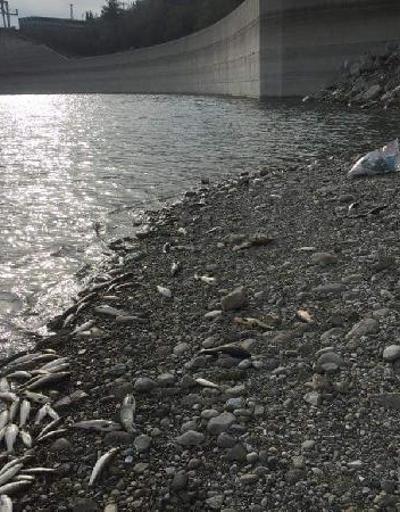 Aslantaş Baraj Gölünde balık ölümlerine inceleme