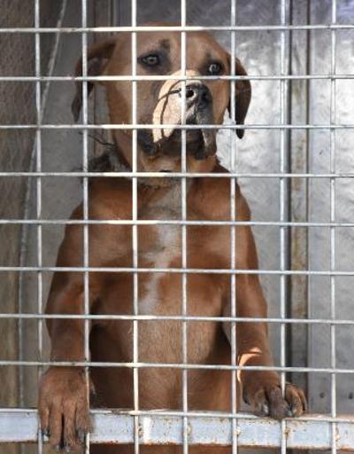 Sokağa terk edilen pitbull cinsi köpek, barınağa götürüldü