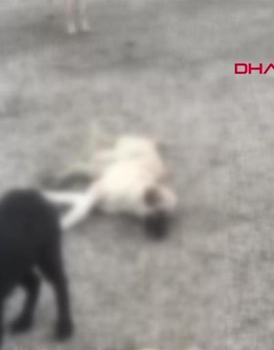 Zehirlendikleri sanılan 9 köpekten 4ü öldü | Video Haber