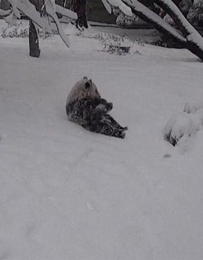 ABDde pandalar kar ile ilk kez tanıştı | Video Haber