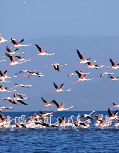 Çelebibağ Flamingo Alanı, kesin korunacak hassas alan ilan edildi