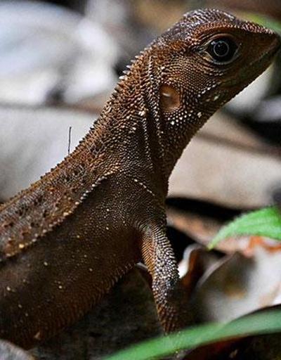 Uzmanlardan ilginç uyarı: Gökten iguana yağabilir