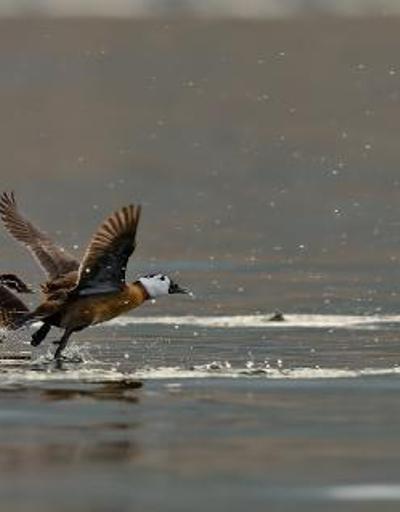 Dikkuyruk ördeği Burdur Gölünü terk etti