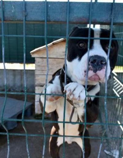 Yasaklı ırk köpekler barınaklara mahkum edildi