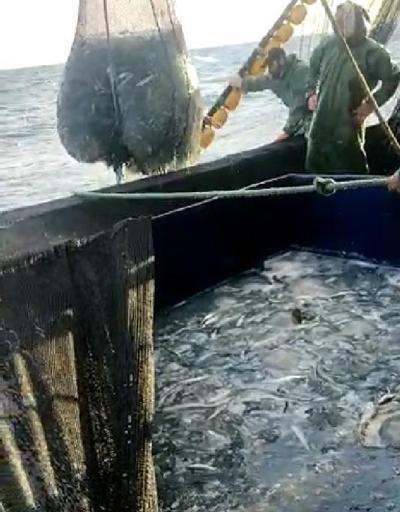 Ağlar denizanasıyla doldu: Dokunmayın uyarısı