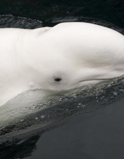 Kanadadan ABD akvaryumuna getirilen 5 beyaz balinanın ikincisi de öldü