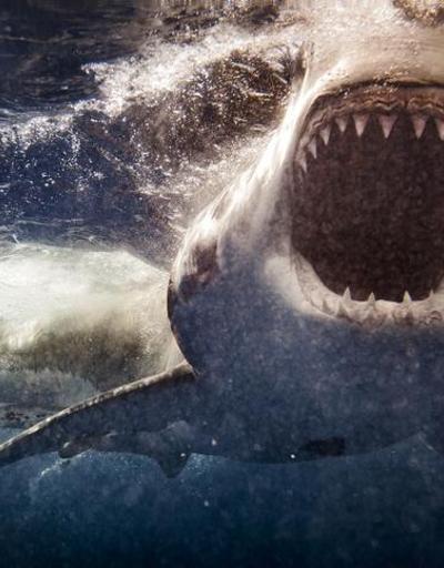 60 yıl sonra bir ilk Korkunç köpekbalığı saldırısı kameraya yansıdı