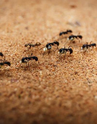 Kahve Falında Karınca Ne Anlama Gelir Falda Karınca Şekli Görmek Ne Demek, Anlamı Nedir