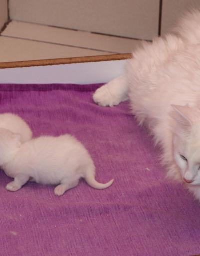 Van kedileri yılın ilk yavrularını dünyaya getirdi