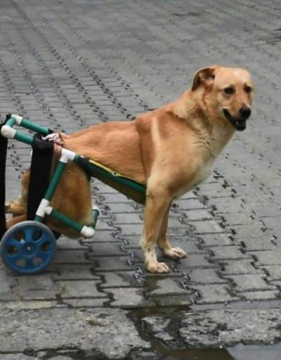 Beli kırılan sokak köpeği tekerlekli düzenekle yeniden yürüdü