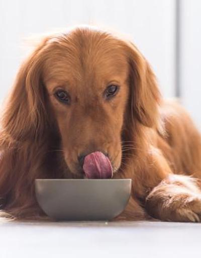 Vegan beslenme, köpeklerin sağlığını olumsuz etkiler mi 1 yıl süren araştırmanın sonucu yayınlandı
