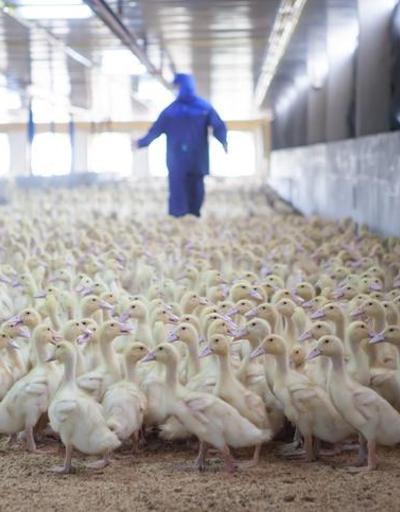 ABDdeki çiftliklerde kuş gribi vakaları artıyor