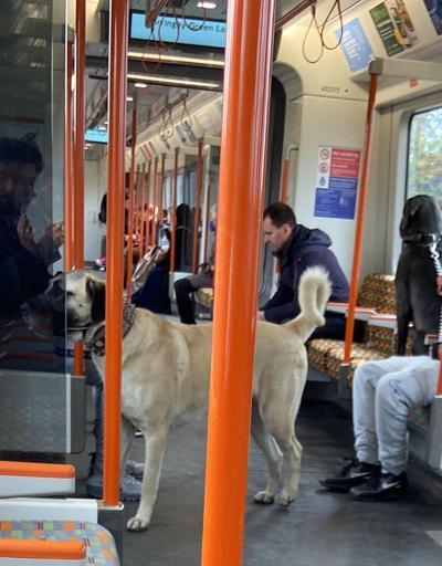 İspanyol gazeteci paylaştı: Londra metrosunda Sivas kangalı paylaşımına yorum yağdı