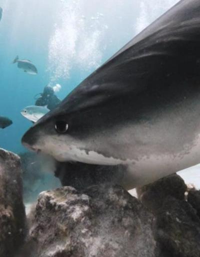 Köpek balığı kamerayı av zannetti... Kamerayı saniyelerce gezdirdi