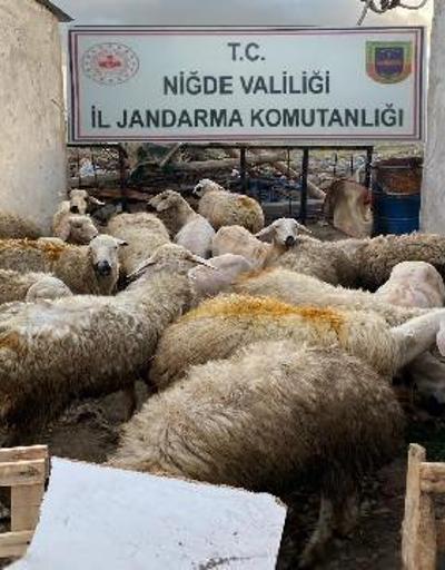 Niğdede çalınan koyunlar jandarma tarafından bulundu