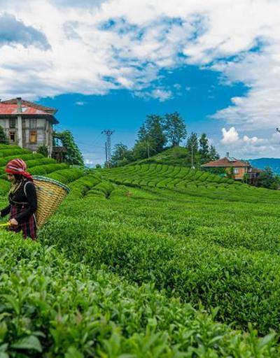 Yaş çay alım fiyatı ne kadar, kaç TL oldu Çay alımı taban fiyatı 2022