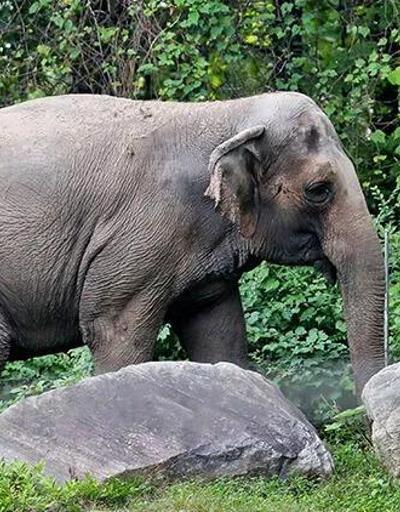 Dünyanın en yalnız fili Mutlunun çarpıcı hikayesi