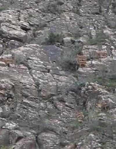 Tomara Şelalesinde yaban keçisi sürüsü kamerada