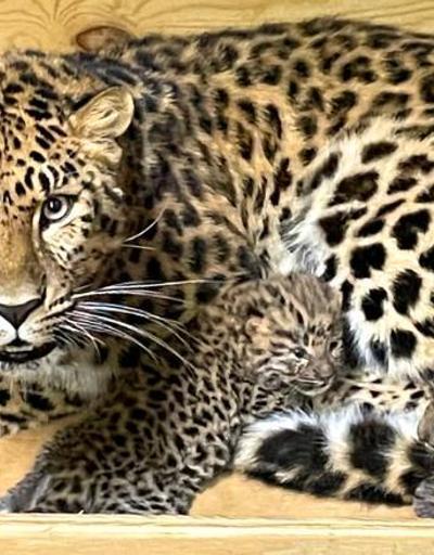 Nesli tükenmekte olan Amur leoparı doğum yaptı