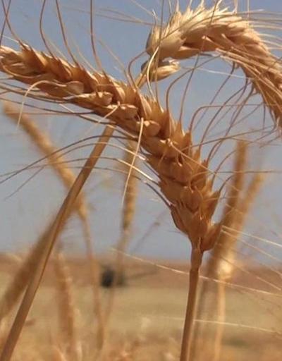Tahıl Koridoru Merkezi İstanbul’da: Ukrayna’daki tahıllar nasıl çıkacak