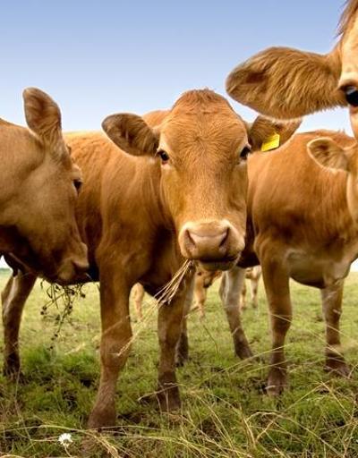 Yeni Zelanda’dan flaş karar: Koyun ve sığırların gazları vergilendirilecek