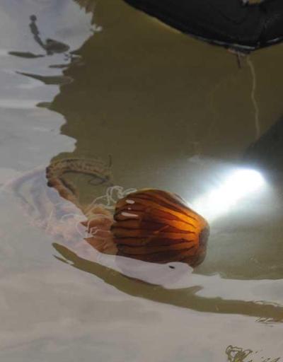 Marmarada pusula denizanası alarmı