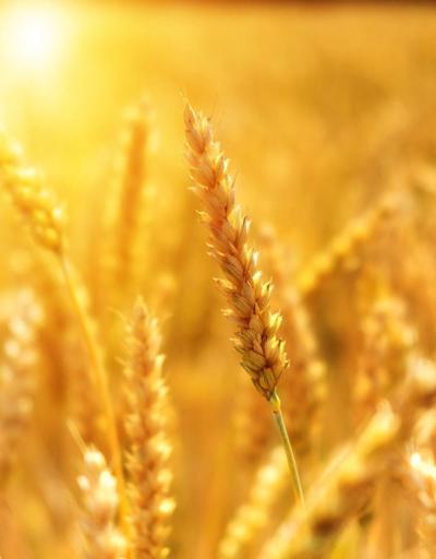 Ukrayna buğdayı nasıl çıkartılacak
