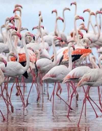 Google Earthten flamingo gözlemi
