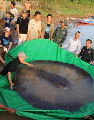 Tam 300 kilo ağırlığında: Dünyanın en büyük tatlı su balığı yakalandı