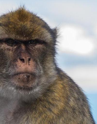 Tanzanyada maymunların kaçırdığı 1 aylık bebek hayatını kaybetti