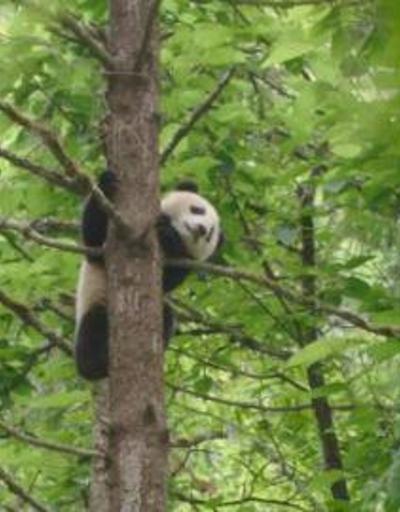 Pandalar 6 milyon yıldır vejetaryen
