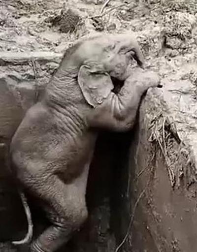 Çukura düşen anne ve yavru fil kurtarıldı