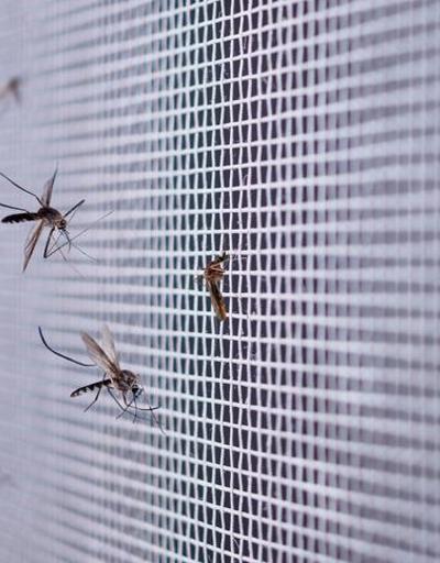 Sivrisinekler, hangi insanları daha çok ısırıyor