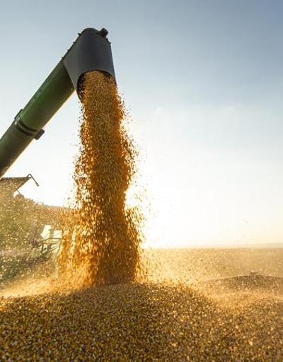 Rusya: Tahıl ihracatını hiçbir zaman engellemedik