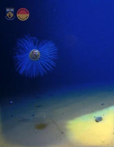 Okyanusun 5 bin metre derinliğinde görüntülendi