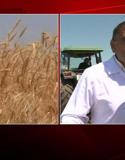 Arpa ve buğday hasadı başladı: Tahıl koridoru anlaşması fiyatları etkileyecek mi