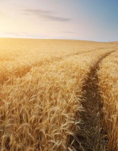 Dünyada en çok buğday tüketen ülkeler hangileri İşte Türkiyenin buğday ithalat-ihracat tablosu