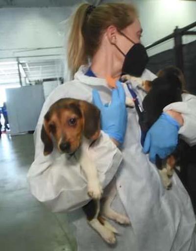 ABD’de 4 bin “Beagle” kobay olmaktan kurtarıldı