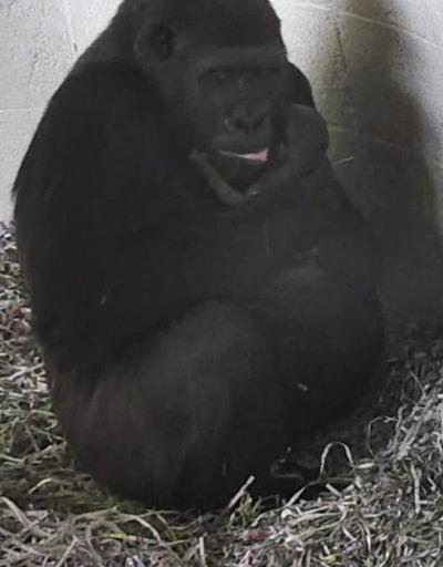 18 yıl aradan sonra ilk goril hayata Merhaba dedi