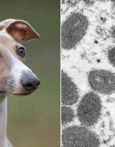 Fransa’da sahibinden köpeğine maymun çiçeği virüsü bulaştı