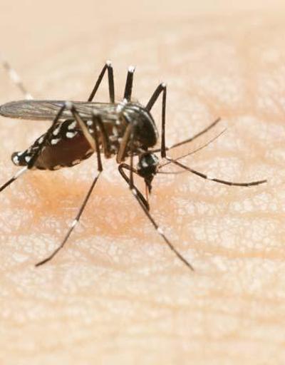 Sizi kokunuzdan, nefesinizden bile tanıyorlar Sivrisineklerle ilgili çarpıcı bilgiler: En sevdiği kan grubu ne Hangi renge yaklaşmıyorlar