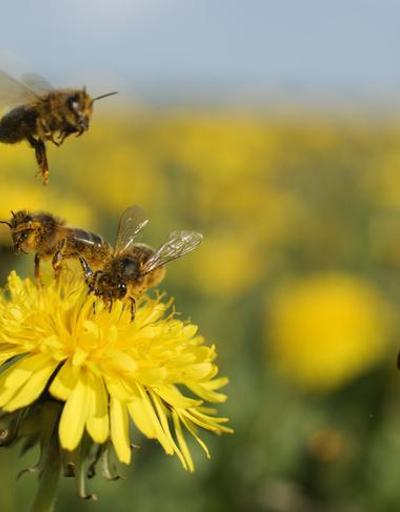 Sayıları her geçen gün azalıyor: Arıları korumak için neler yapabiliriz
