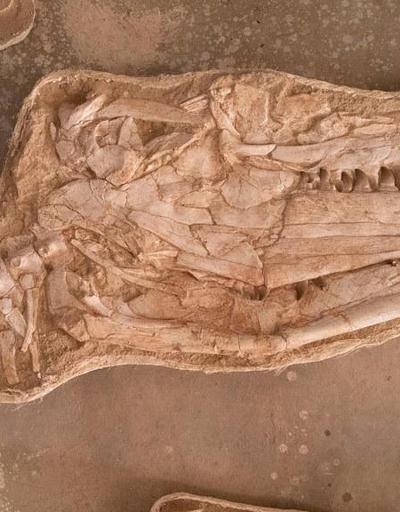66 milyon yıl önce denizlerin hakimiydi: Dev deniz kertenkelesine ait fosil bulundu
