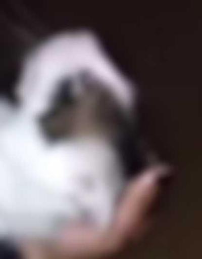 Pendik’te kediye işkence skandalı Şüpheli yakalandı