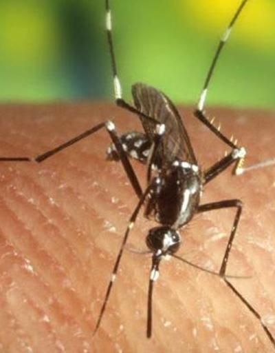 Komşuda korkutan salgın: Vakalar artıyor Batı Nil virüsü 14 can aldı