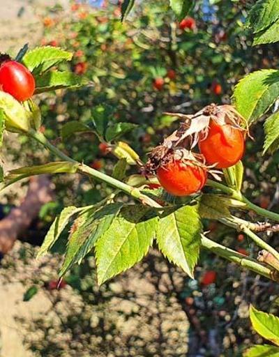 C vitamini deposu Dağlardan gelen lezzet kuşburnu köylerde yorucu bir çalışmanın ardından marmelat olarak kavanozlara giriyor