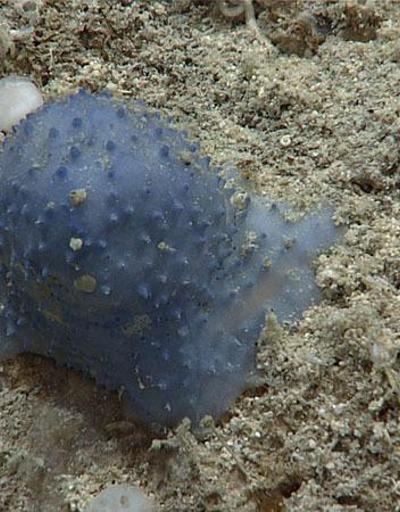 Atlantik Okyanusu derinliklerinde keşfedildi: Türü henüz belirlenemeyen ‘mavi ve yapışkan’ canlı gizemini koruyor