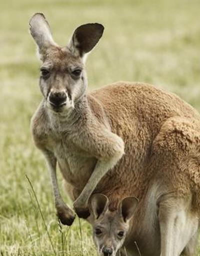Avustralyalı adam, evcil hayvan olarak beslediği kanguru tarafından öldürüldü